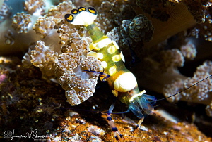 Peacock-Tail Anemone Shrimp/Photographed with a Canon 60 ... by Laurie Slawson 